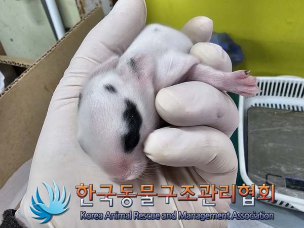 종료(입양) 토끼의…